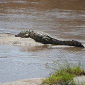  The Serengeti, TZ